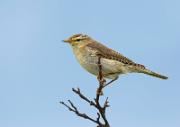 Fitis - Willow Warbler  (Phylloscopus trochilus)